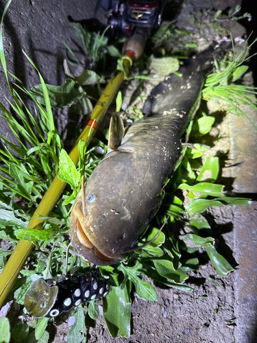 ナマズの釣果