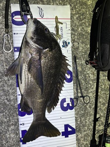 チヌの釣果