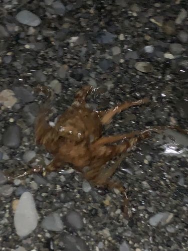 タコの釣果