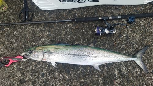 サワラの釣果