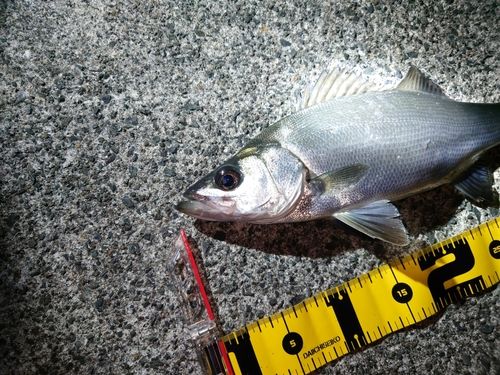 フッコ（ヒラスズキ）の釣果