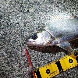 フッコ（ヒラスズキ）