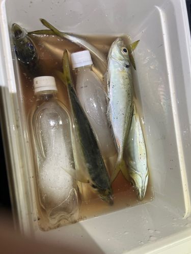 マアジの釣果