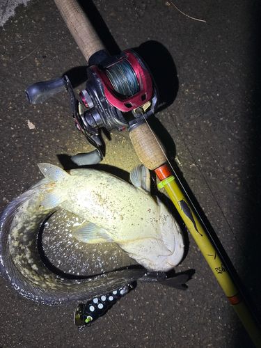 ナマズの釣果