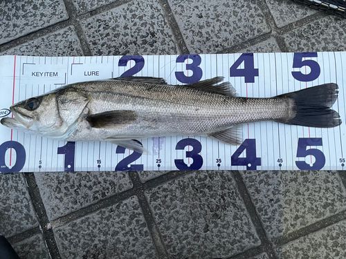 フッコ（マルスズキ）の釣果