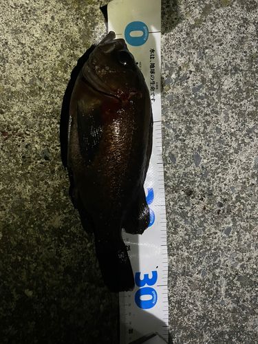 クロメバルの釣果