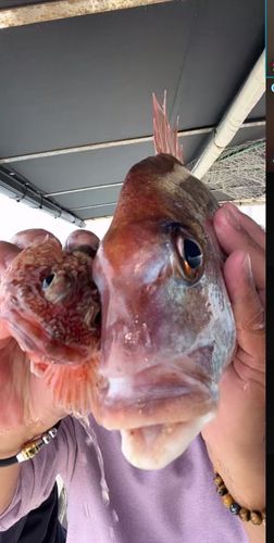 マダイの釣果