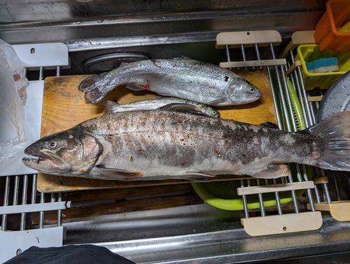 サクラマスの釣果