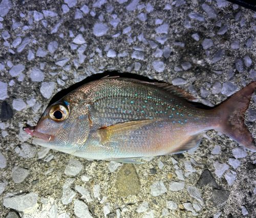 チャリコの釣果