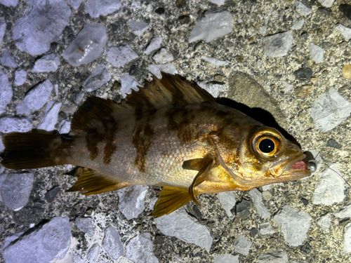 アカメバルの釣果