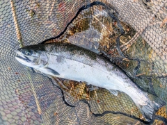 サクラマスの釣果