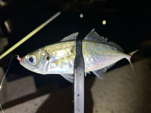 マアジの釣果