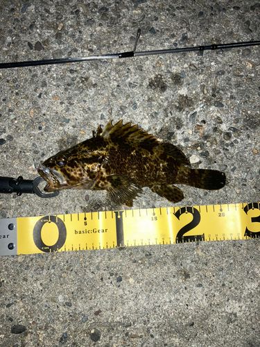 タケノコメバルの釣果