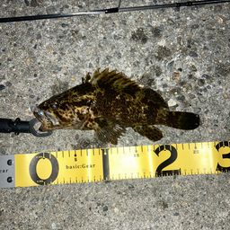 タケノコメバル