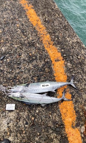 サワラの釣果