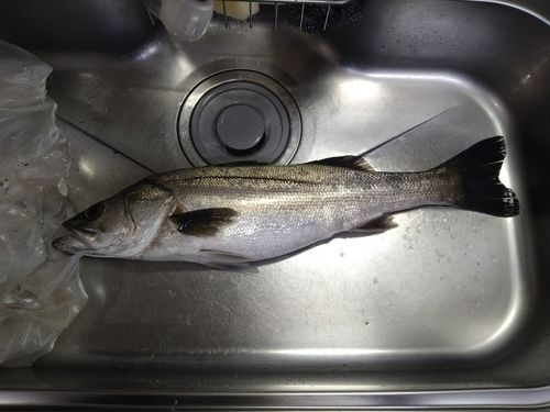 スズキの釣果