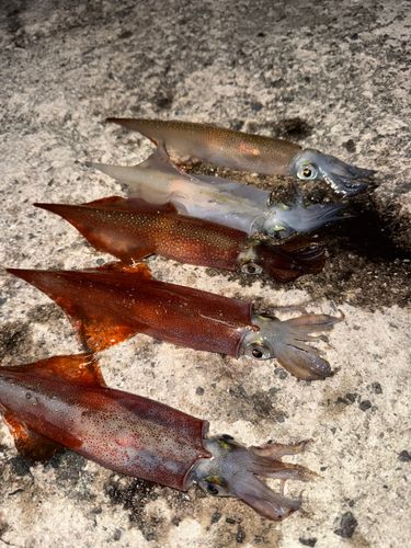 ヤリイカの釣果