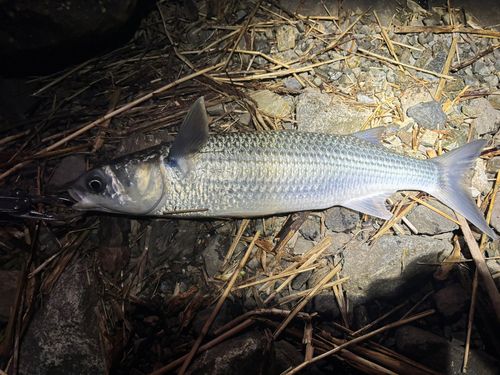 ボラの釣果