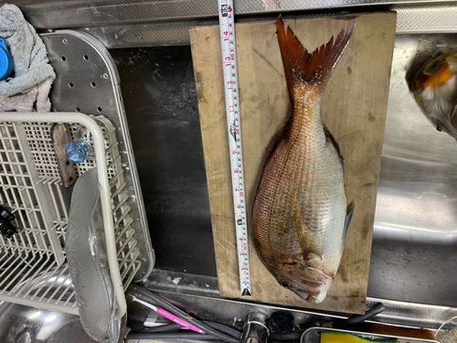 マダイの釣果