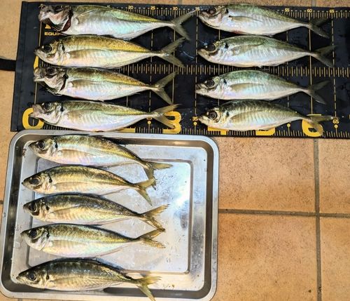 アジの釣果