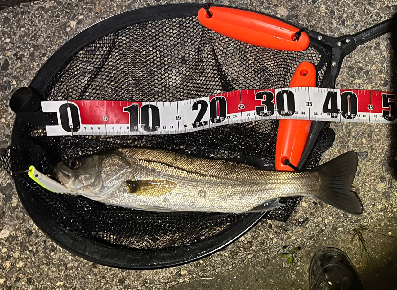 SHIMANO 20ツインパワー 2500SHGの最安値・インプレ・釣果