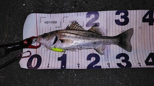 シーバスの釣果