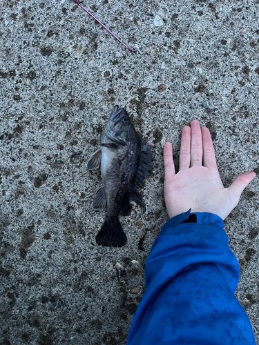 ソイの釣果