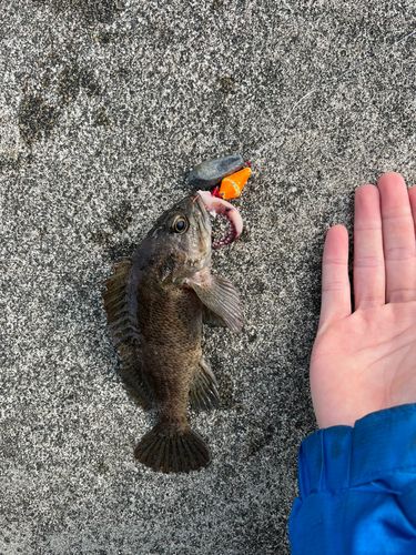 ソイの釣果