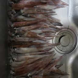 ヤリイカ