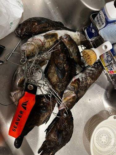 アブラコの釣果