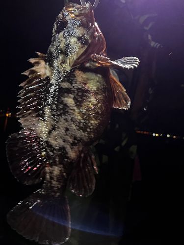 ハチガラの釣果