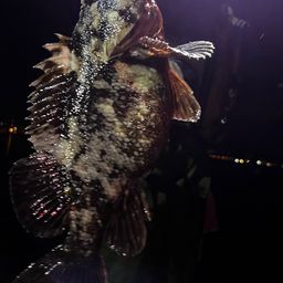 ハチガラ