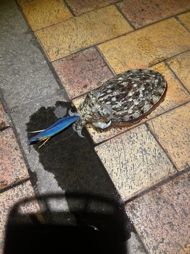 モンゴウイカの釣果