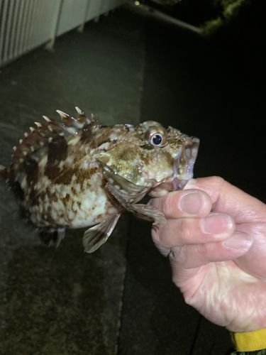 カサゴ