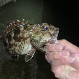 カサゴ