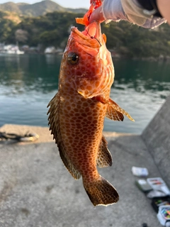 オオモンハタの釣果