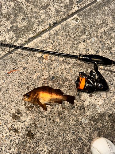 メバルの釣果