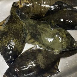 クロガシラガレイ