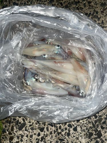 ヤリイカの釣果