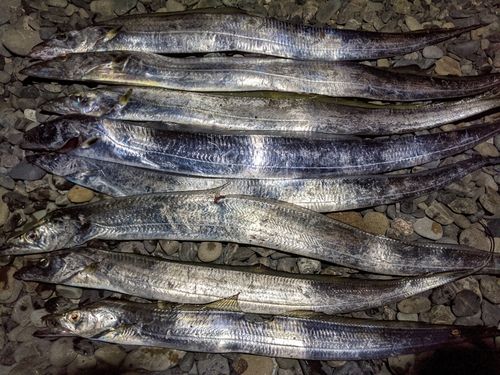 タチウオの釣果