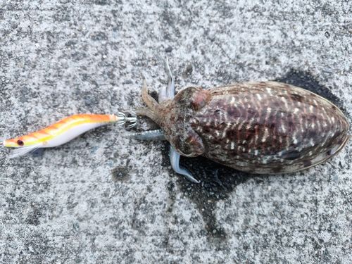 コウイカの釣果