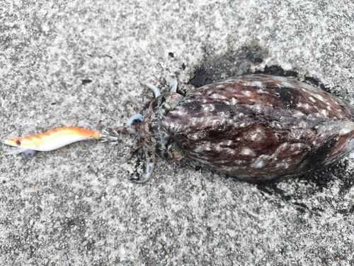 コウイカの釣果