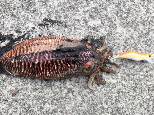 コウイカの釣果