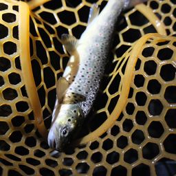 ブラウントラウト