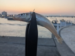 シロギスの釣果