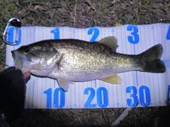 ラージマウスバスの釣果