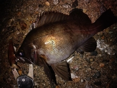 シロメバルの釣果