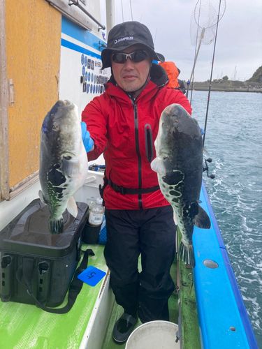 トラフグの釣果