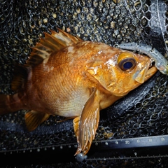 メバルの釣果