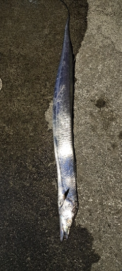 タチウオの釣果